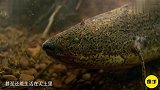 世界上生命力最强的鱼，没有水也能生存，能在干土里冬眠
