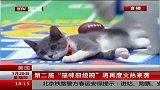 综合-15年-美国：第二届“猫咪超级碗”将再度火热来袭-新闻