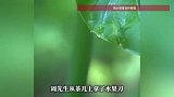 “真有毒吗？”男子不信邪切下滴水观音舔了一口，几分钟后紧急送医，差点没命