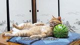 猫咪头枕西瓜入眠，这模样让人哭笑不得，不就睡个养生觉吗？