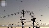 一群鸟儿站在高压线上 在它们集体起飞时 高压线瞬间火花四射！