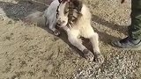 这都是主人对牧羊犬的爱啊