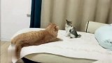小奶猫被大猫打了一拳,居然完全不怂,最后的反击绝了!