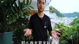 2个方法养金钱树，猛长粗芽粗笋，枝条太壮实了
