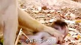 猴妈妈抓住自己的幼崽，因没有母性，疯狂攻击幼崽！