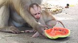 小猴子捡到一块西瓜，被女王阿玛拉抢夺，猴妈艾丽的反应亮了
