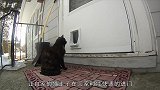 特制的猫门铃是什么样猫奴讲述制作原理，是真爱