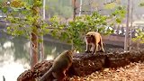 老猴王想发威，猴妈大声呼叫救援