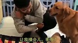 金毛不让哥哥摸小狗,见哥哥不听,金毛立马拿书让哥哥看,太逗了
