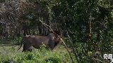 母狮养育幼崽时，狮王都会被冷落！