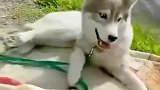 这小猫的睡姿也太像人了吧