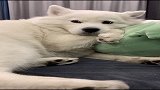 干啥啥不行，撒娇第一名