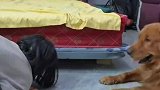 狗狗玩具球掉床底下，距离太远主人够不到