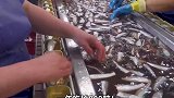 奇臭无比的鲱鱼罐头为什么瑞典人那么爱吃