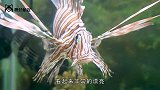 外国男子把豪车改成鱼缸，鱼儿的豪华别墅有钱人真会玩
