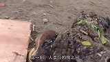 狗狗浑身被焦油包裹，只有眼睛能动，多亏志愿者救助