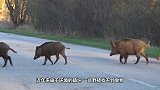 野猪闯入黄牛地盘撒野，双方对视许久，下一秒忍住别笑