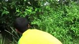 野外树上的蜜蜂窝，农村小伙一根香烟就能搞定，厉害了