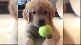 可爱的小狗，可爱的小狗抱着小球玩的很开心，真的是太有趣了！