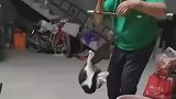 拿出古董称给猫称重