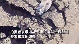 男子游阿勒泰疑意外发现石油，大片黑色黏稠液体涌出地面，拍摄者：样品已上报