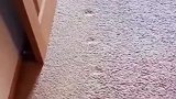 猫有强迫症，每天只走直线