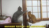 两只生活在一起的猫咪，打闹戏耍是快乐的源泉，太有趣了