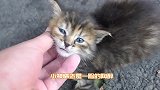 暴躁的小流浪猫，已经有了新家，再也不用流浪咯