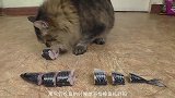 爱吃鱼的猫咪吃鱼的时候，鱼刺去哪里了？