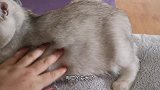 母猫怀孕后，肚子里的小猫开始打架，而且还踢女主人的手