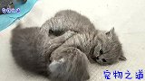 几只小奶猫打成一团，女主人在一旁看热闹，小猫：宝宝是最厉害的