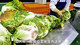 韩国工厂制作泡菜的过程，原来这才是泡菜好吃的原因，干净又卫生