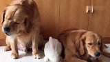 两只狗子和大兔子抢白菜吃
