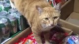 猫：铲屎的，没火腿肠了，快去进点货！