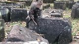 为什么Amri不关心它可怜的小猴子，猴宝宝没有得到母爱