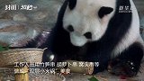 30秒  吃窝头串 泡花瓣澡！熊猫兄弟欢度国际熊猫日