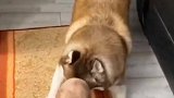 狗狗的这波操作有点吓人了