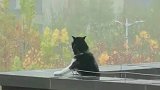 哈士奇雨中站天台上，旁边邻居新奇不已