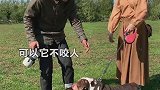 英斗|脸上的每一个褶子都有它自己的想法萌宠出道计划爱宠来狂欢宠物摄影