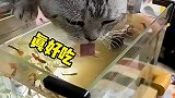 猫天天喝鱼汤呀厉害了