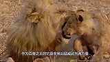 狮子的天敌出现了！一脚就能把狮子踢死，高3米却吃素！