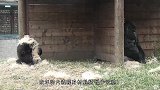 熊孩子疯狂招惹猩猩爸爸，猩猩爸爸真的忍不了了