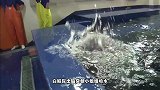 聪明的白鲸，竟然吃醋了