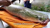 这是什么品种的鱼？电锯都锯不开，鱼：比脸皮厚我可从来没输过！