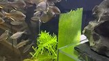 男子清除鱼缸里的苔藓，小鱼聚集在一边觅食