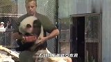 游客把熊猫挂坠拿出来，熊猫宝宝看到后，小眼神笑翻了