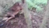 男子救助被铁网缠住的狼,不料野狼凶性爆发,直接反咬男子一口
