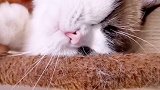 哎呦、舒服的呦、萌到你了没有☺️ 星探家 猫