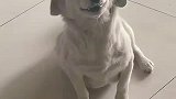 狗狗犯错惹主人生气后，眯眼呲牙卖萌讨好主人