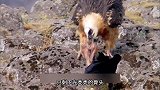 胡兀鹫-到底是鹰还是鹫，关键是不吃肉
